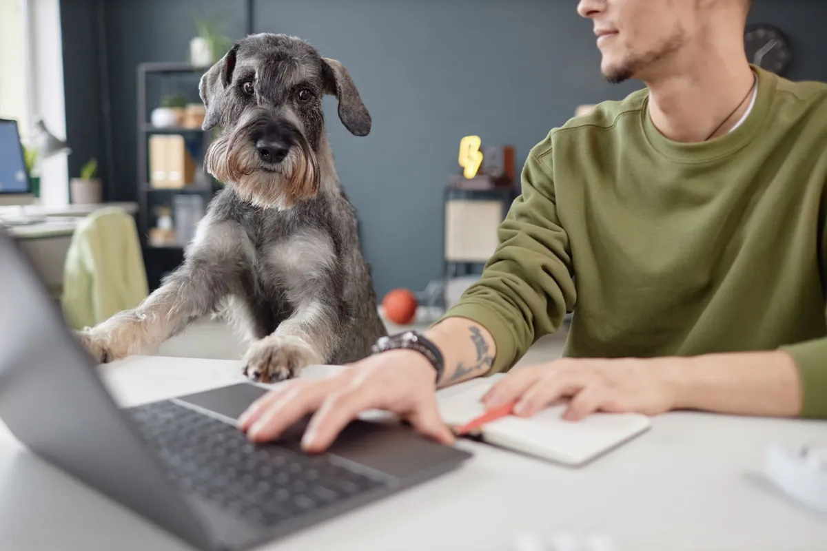 Veterinary Marketing